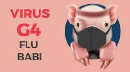 Ilustrasi Waspada Flu Babi