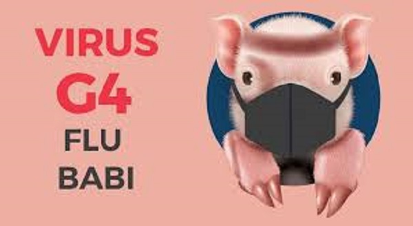 Ilustrasi Waspada Flu Babi