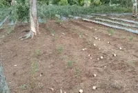 Tampak salah satu lahan holtikultura milik petani