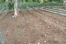 Tampak salah satu lahan holtikultura milik petani