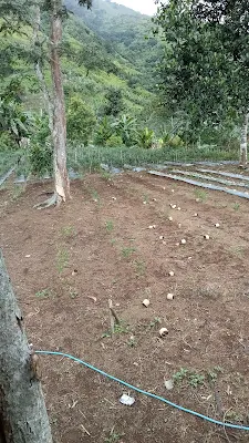 Tampak salah satu lahan holtikultura milik petani