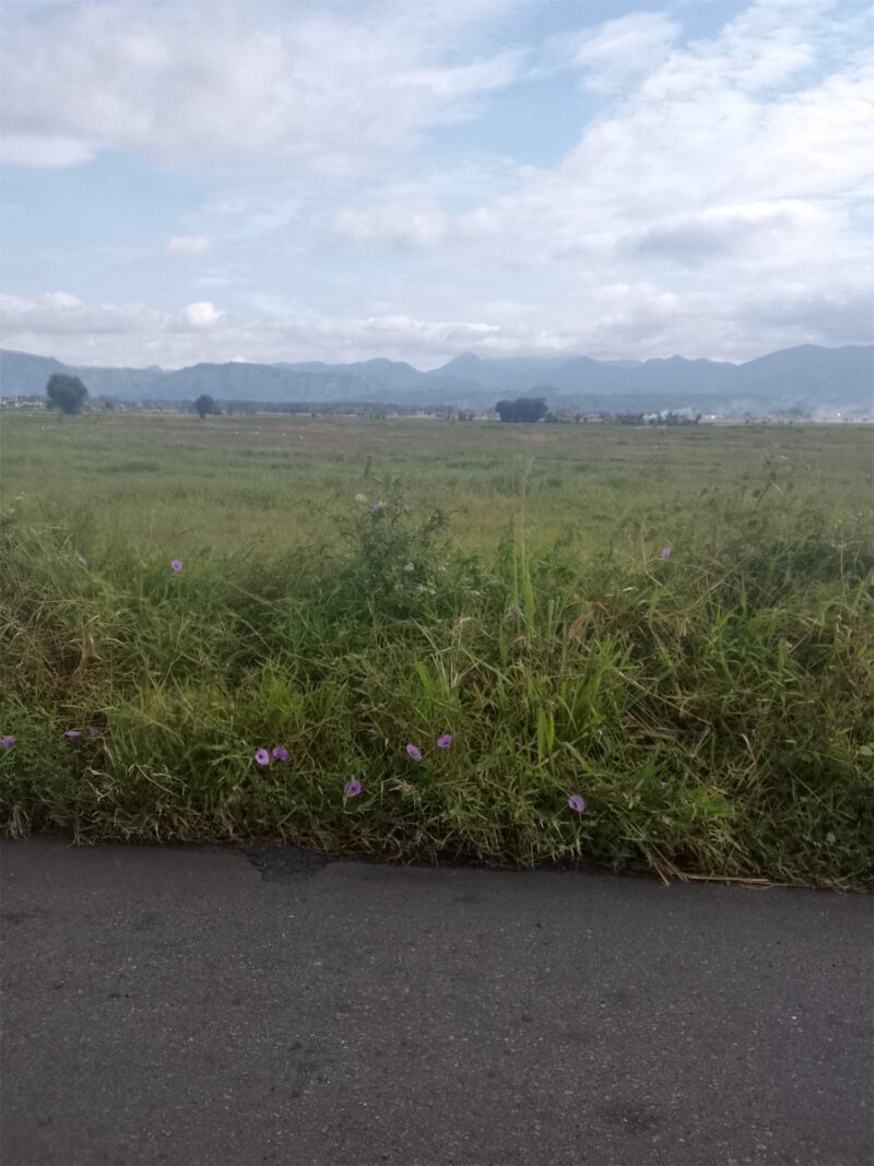 Lahan Sawah Kerinci kekeringan