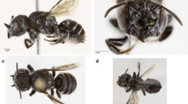 Foto : Spesies baru, Lebah Bertanduk ditemukan Ilmuan di Australia Barat