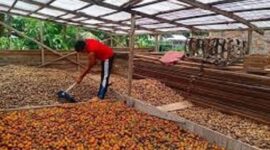 Pemprov Jambi dorong Pinangg masuk Komoditas Nasional