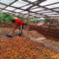 Pemprov Jambi dorong Pinangg masuk Komoditas Nasional