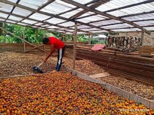 Pemprov Jambi dorong Pinangg masuk Komoditas Nasional