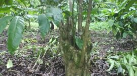 Tampak tanaman kopi milik warga yang dirusak oknum yang tidak bertanggung jawab, usai memanen paksa buahnya.