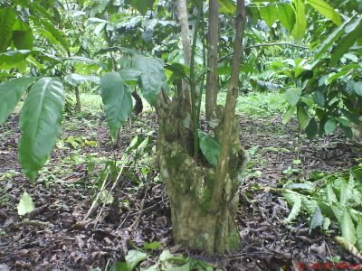 Tampak tanaman kopi milik warga yang dirusak oknum yang tidak bertanggung jawab, usai memanen paksa buahnya.