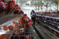 Pengusaha ayam petelur saat memanen telur dari hasil peternakannya.