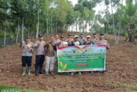 Tampak Prosesi penanaman jagung disalah satu desa di Kerinci.