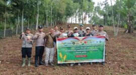 Tampak Prosesi penanaman jagung disalah satu desa di Kerinci.