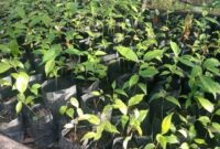 Foto : Bibit Kulit Manis, realisasi pembagian bibit kulit manis di Dinas Perkebunan dan Peternakan Kerinci tahun 2024 dipertanyakan.