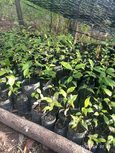 Foto : Bibit Kulit Manis, realisasi pembagian bibit kulit manis di Dinas Perkebunan dan Peternakan Kerinci tahun 2024 dipertanyakan.