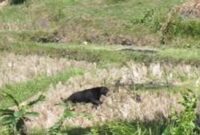 Penampakan beruang masuk lahan perkebunan warga