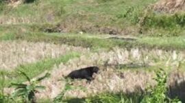 Penampakan beruang masuk lahan perkebunan warga