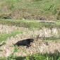 Penampakan beruang masuk lahan perkebunan warga