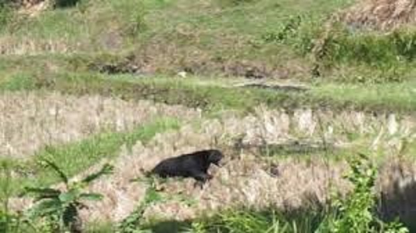 Penampakan beruang masuk lahan perkebunan warga