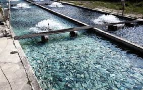 Penampakan usaha budidaya ikan yang menguntungkan