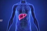 Foto : Organ Hati Manusia