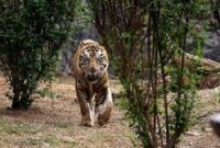 Foto : Harimau Sumatera