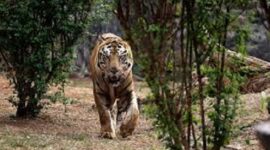 Foto : Harimau Sumatera