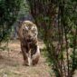 Foto : Harimau Sumatera