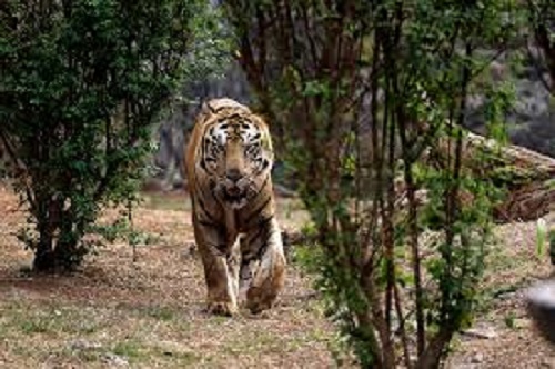 Foto : Harimau Sumatera