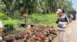 Harga sawit di Jambi Merangkak Naik