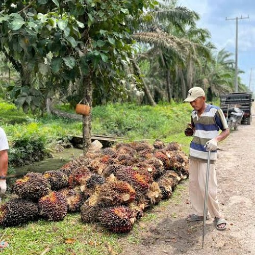 Harga sawit di Jambi Merangkak Naik