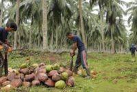 Harga kelapa dan pinang anjlok.