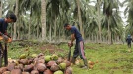 Harga kelapa dan pinang anjlok.