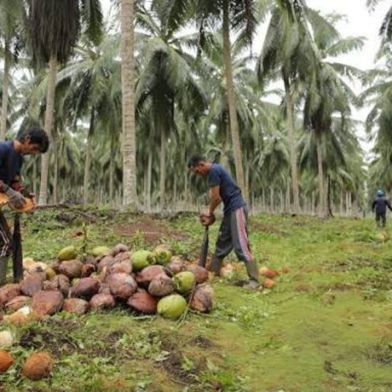 Harga kelapa dan pinang anjlok.