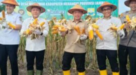 Didampingi Anggota DPRD RI, H Bakri, Gubernur Jambi, H Alharis, Bupati Merangin M Syukur, Zulkifli Hasan Panen Jagung di Merangin.
