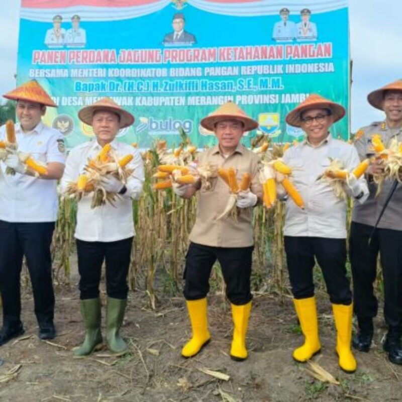 Didampingi Anggota DPRD RI, H Bakri, Gubernur Jambi, H Alharis, Bupati Merangin M Syukur, Zulkifli Hasan Panen Jagung di Merangin.