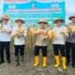 Didampingi Anggota DPRD RI, H Bakri, Gubernur Jambi, H Alharis, Bupati Merangin M Syukur, Zulkifli Hasan Panen Jagung di Merangin.