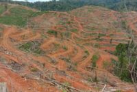 Tampak kondisi hutan di Jambi yang semakin parah. Jambi Terancam bencana