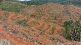 Tampak kondisi hutan di Jambi yang semakin parah. Jambi Terancam bencana
