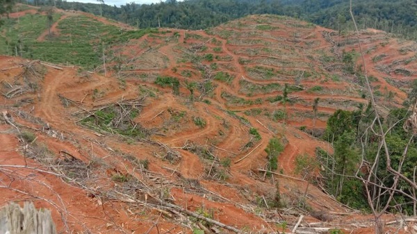 Tampak kondisi hutan di Jambi yang semakin parah. Jambi Terancam bencana
