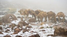 salju di Jabal Al-Lawz di wilayah Tabuk, Arab Saudi pada tahun 2021