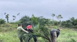 Prosesi pemusnahan tanaman sait ilegal dilokasi taman nasional berbak oleh Tim Balai TNBS