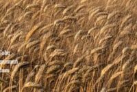 Ilustrasi Uji Coba penanaman gandum di Kerinci dan Sungai Penuh.