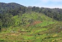 ilustrasi jalan produksi kerinci 