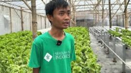 Dampak program MBG dirasakan petani hidropolig di Indonesia
