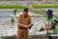 Bupati Kerinci Monadi  bersama masyarakat menanam padi bersama dilahan sawah Desa Pendung Talang Genting