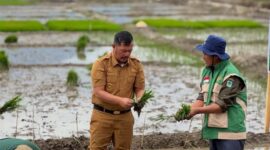 Bupati Kerinci Monadi  bersama masyarakat menanam padi bersama dilahan sawah Desa Pendung Talang Genting