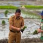 Bupati Kerinci Monadi  bersama masyarakat menanam padi bersama dilahan sawah Desa Pendung Talang Genting