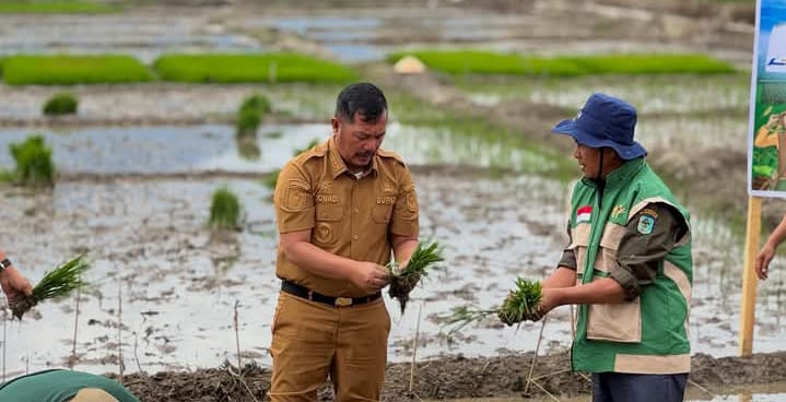 Bupati Kerinci Monadi  bersama masyarakat menanam padi bersama dilahan sawah Desa Pendung Talang Genting