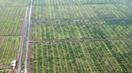 Tampak lahan gambut di Provinsi Jambi.