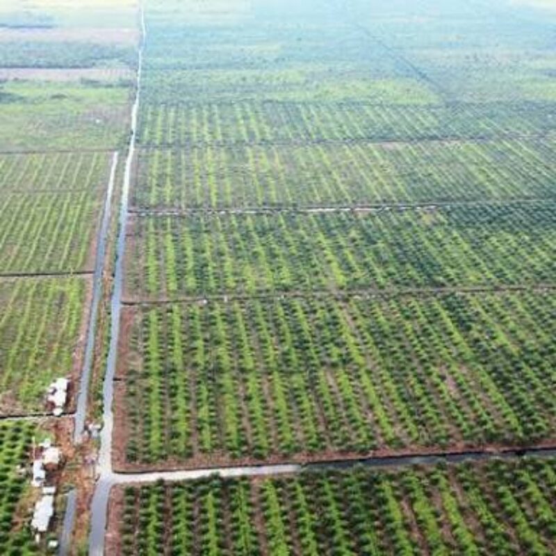 Tampak lahan gambut di Provinsi Jambi.