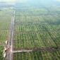 Tampak lahan gambut di Provinsi Jambi.